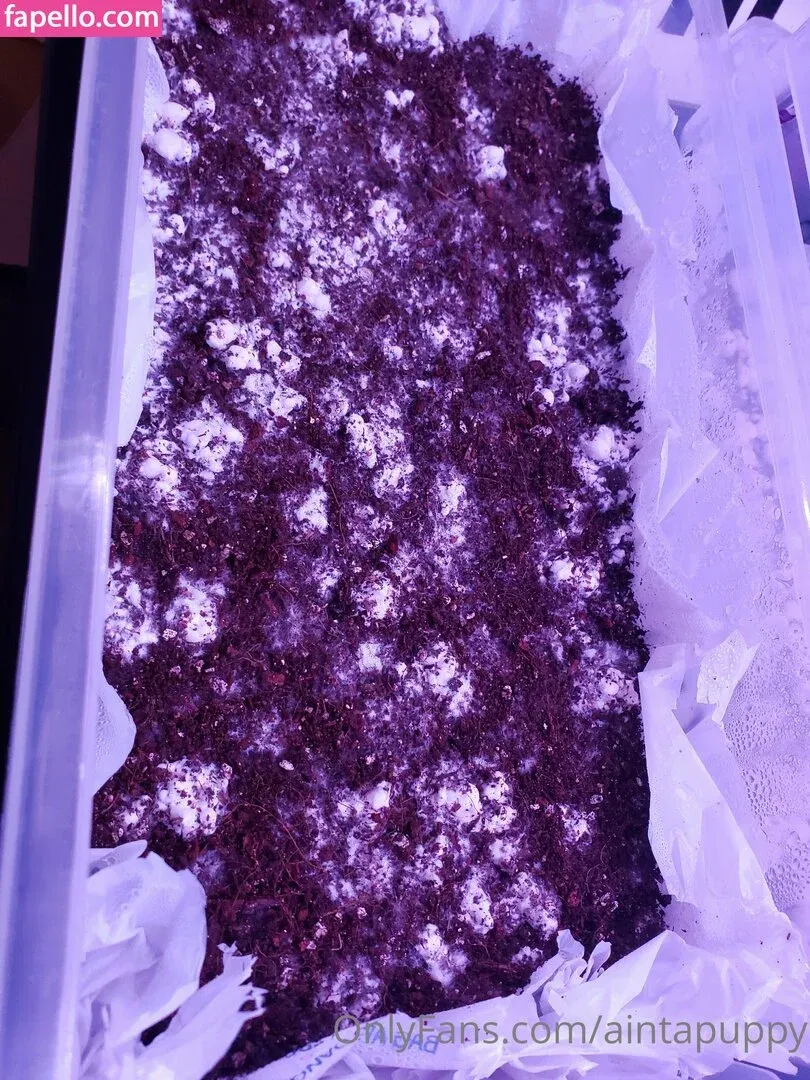 Aintapuppy Onlyfans Photo Gallery 