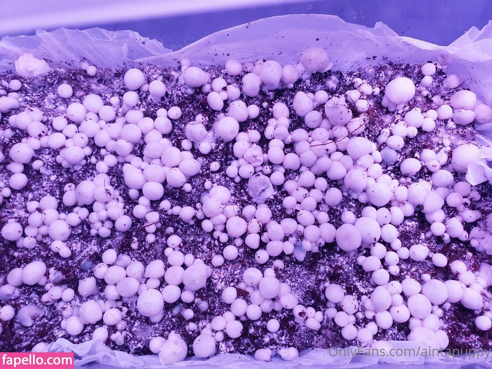 Aintapuppy Onlyfans Photo Gallery 