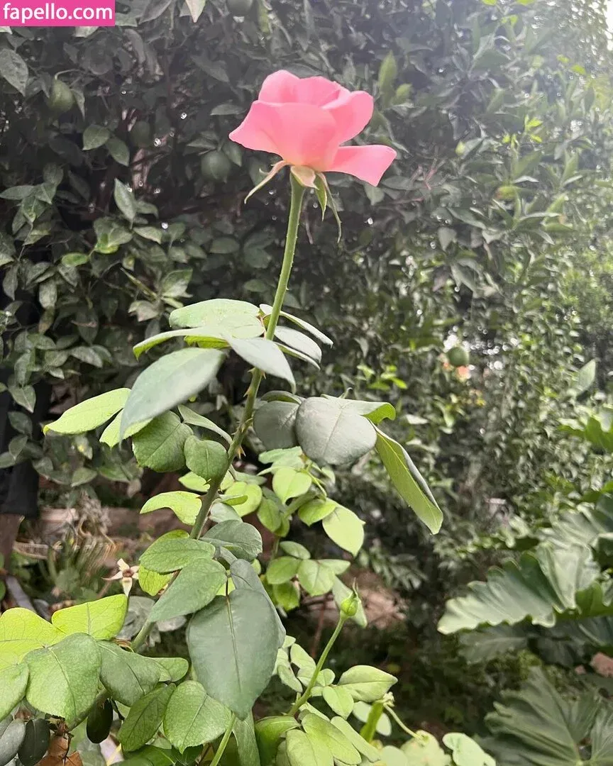 Hairy Luvo Onlyfans Photo Gallery 