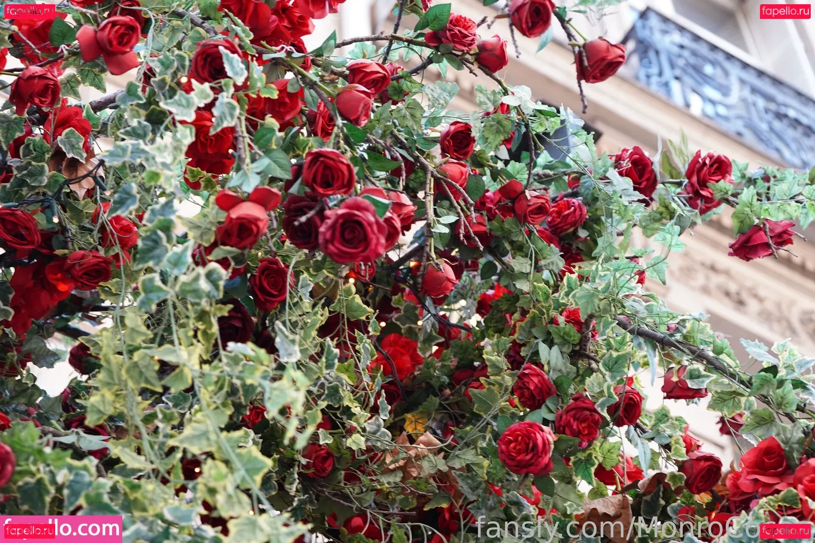 MonroCocos Onlyfans Photo Gallery 