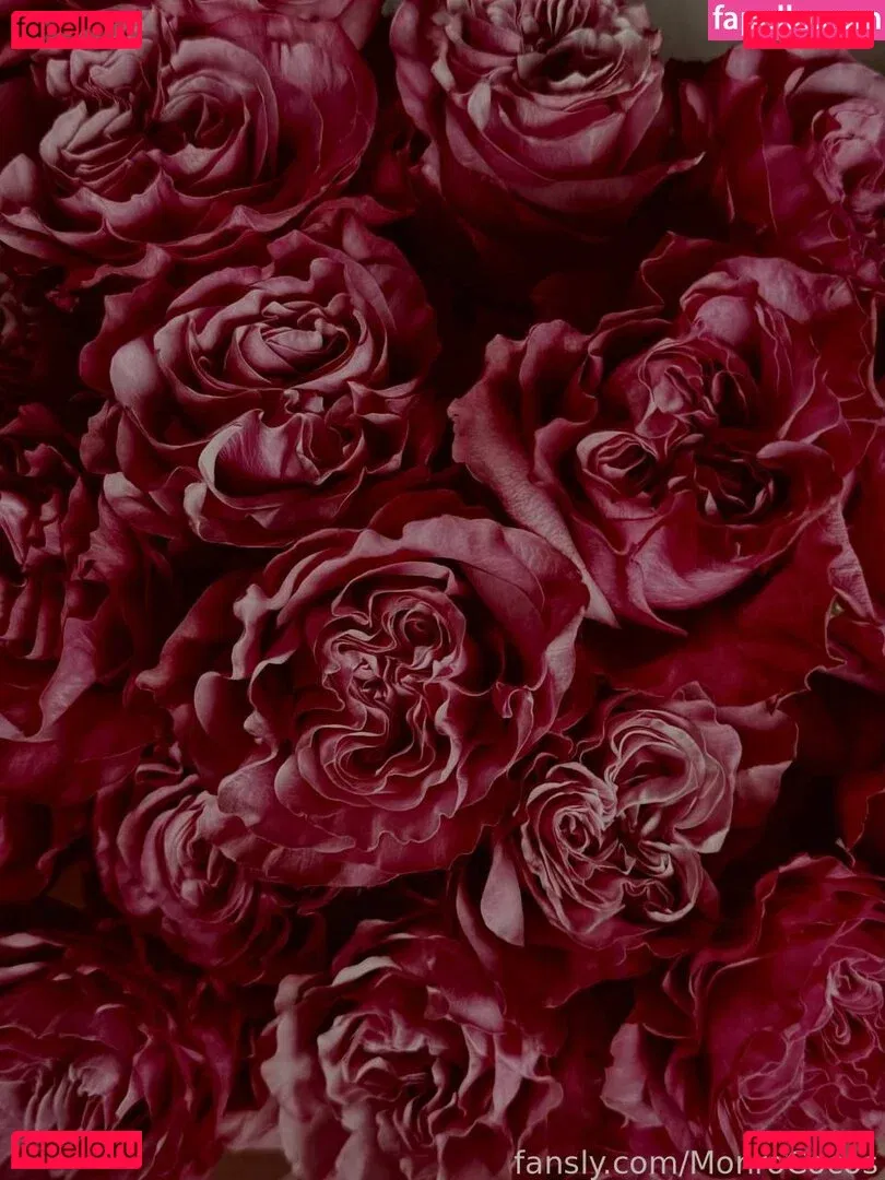 MonroCocos Onlyfans Photo Gallery 