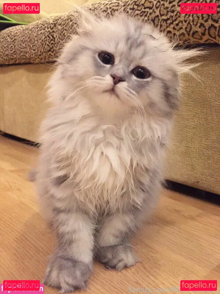 MonroCocos Onlyfans Photo Gallery 