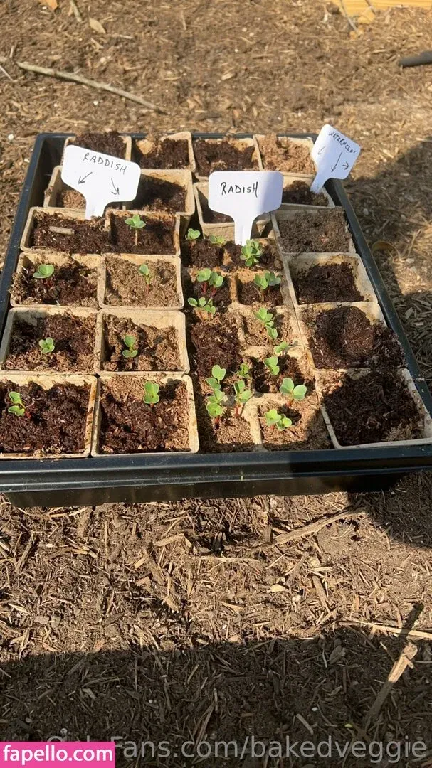 bakedveggie Onlyfans Photo Gallery 