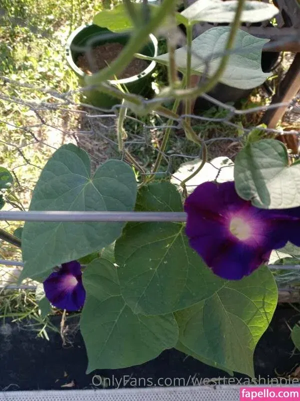 WestTexasHippie Onlyfans Photo Gallery 