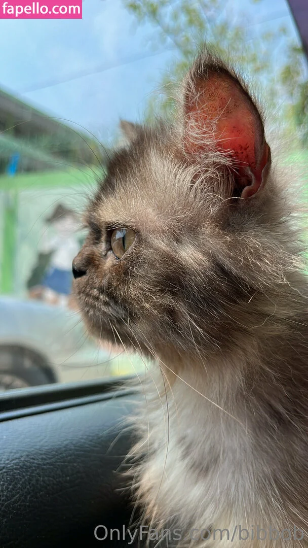 bibbob Onlyfans Photo Gallery 