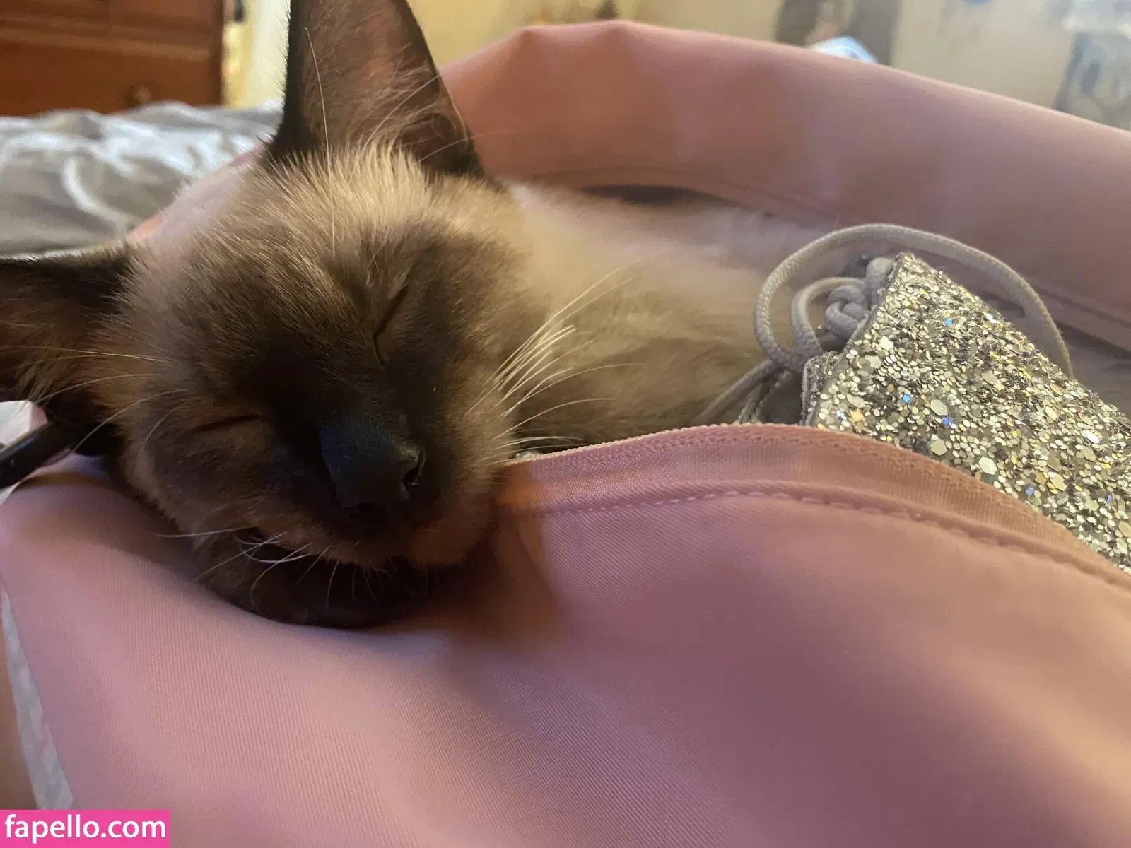 veronicafiree Onlyfans Photo Gallery 