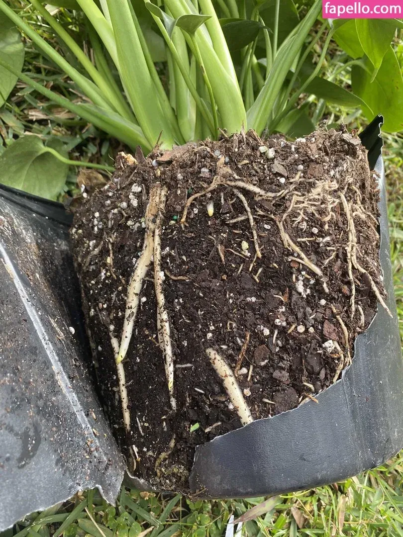 veronicafiree Onlyfans Photo Gallery 