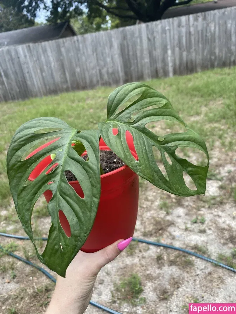 veronicafiree Onlyfans Photo Gallery 