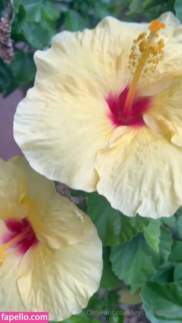 krystalkitten828 Onlyfans Photo Gallery 