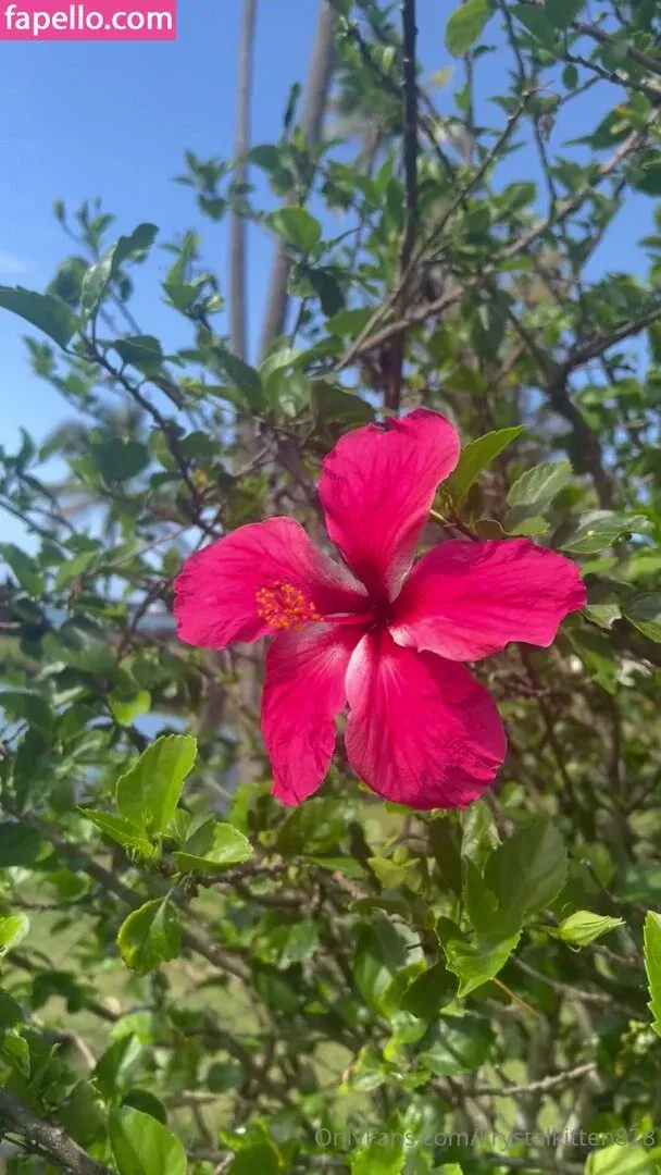 krystalkitten828 Onlyfans Photo Gallery 