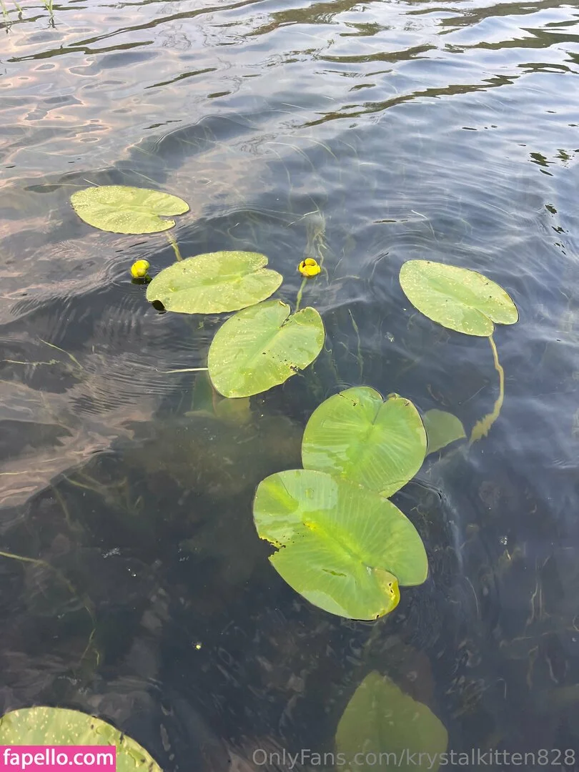 krystalkitten828 Onlyfans Photo Gallery 