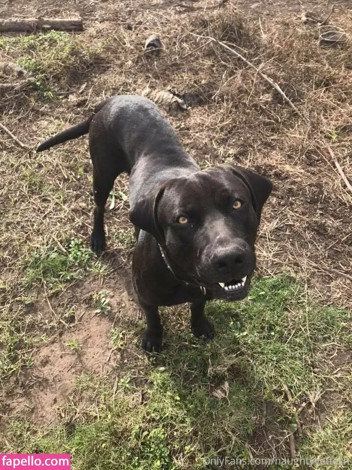 naughtyvettech Onlyfans Photo Gallery 