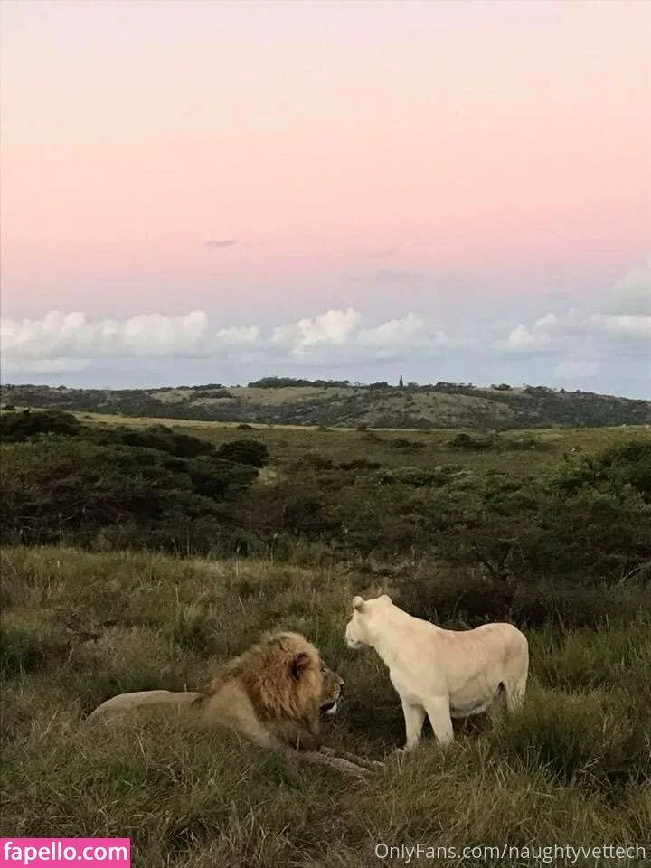 naughtyvettech Onlyfans Photo Gallery 