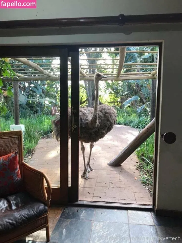 naughtyvettech Onlyfans Photo Gallery 