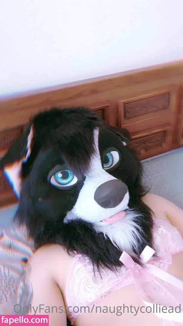 naughtycolliead Onlyfans Photo Gallery 