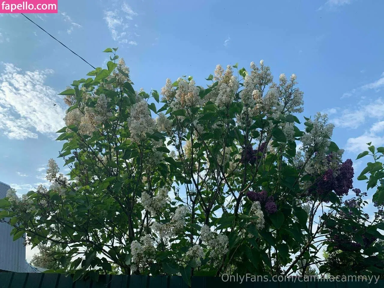 camillacammyy Onlyfans Photo Gallery 