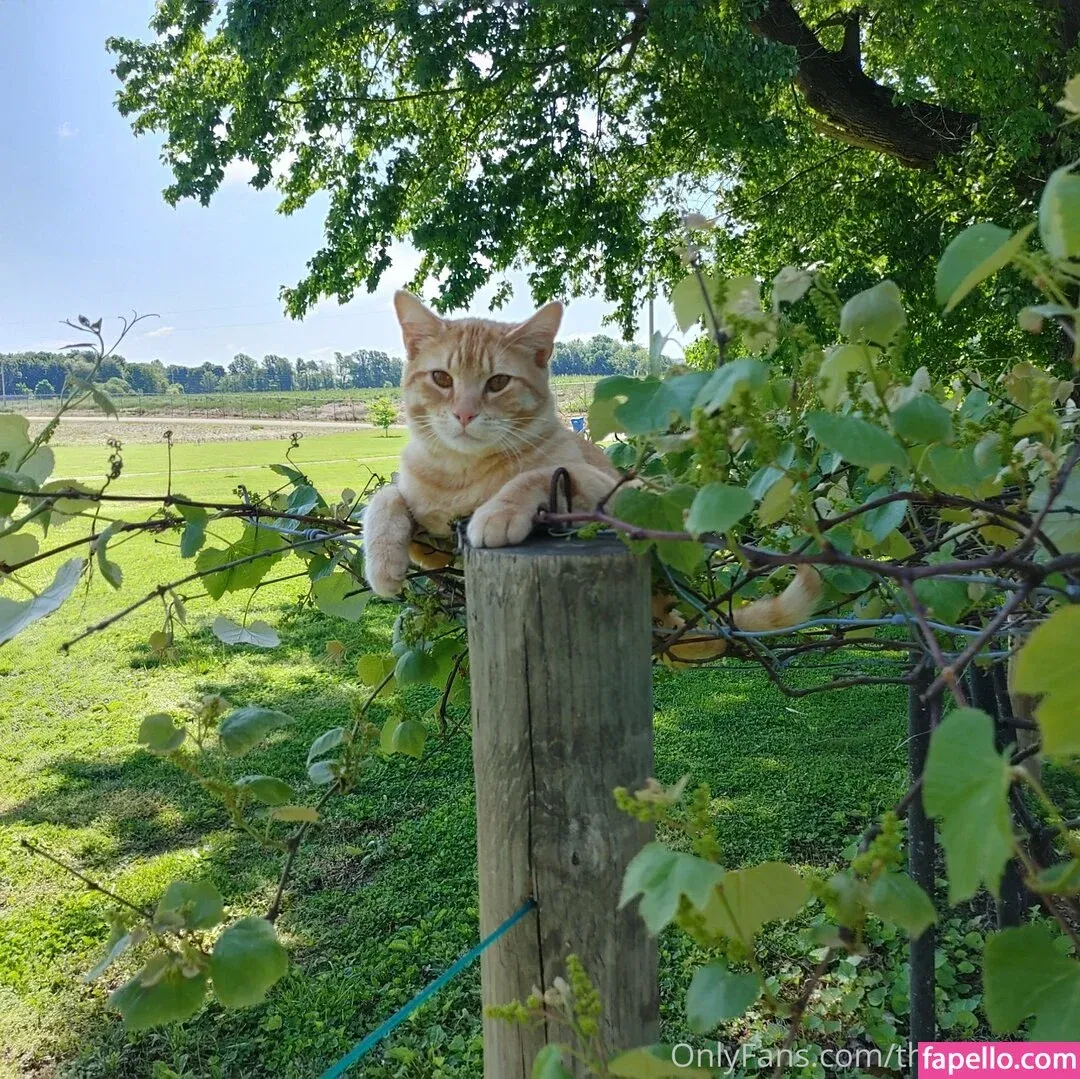 theladylayla Onlyfans Photo Gallery 