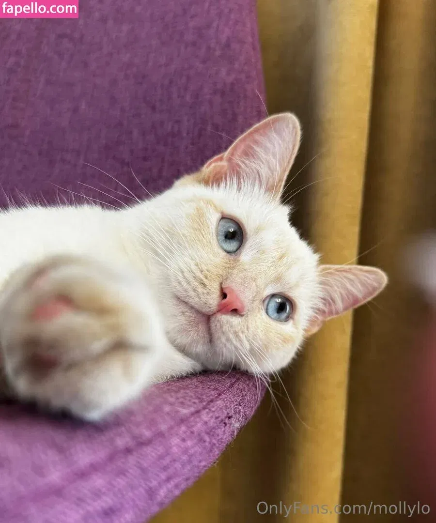 mollylo Onlyfans Photo Gallery 