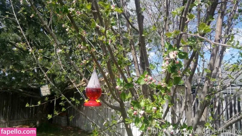 Harper The Fox Onlyfans Photo Gallery 