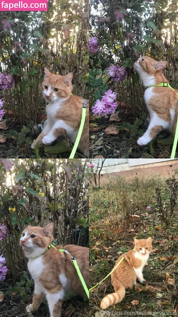 technoprincesss Onlyfans Photo Gallery 