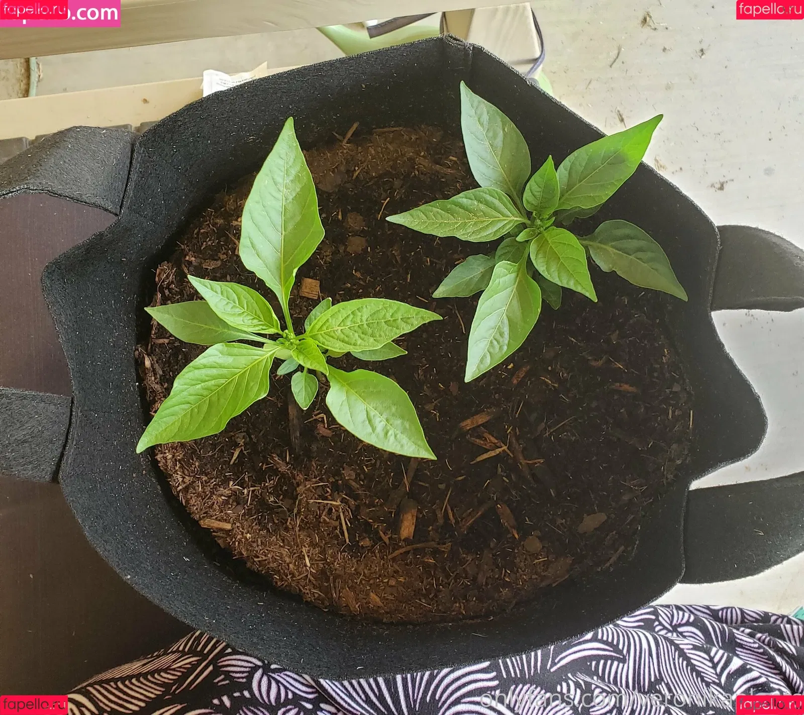 veronikaplants Onlyfans Photo Gallery 