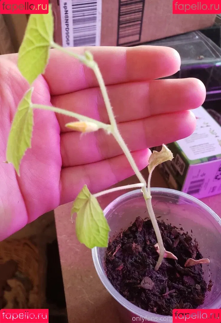 veronikaplants Onlyfans Photo Gallery 