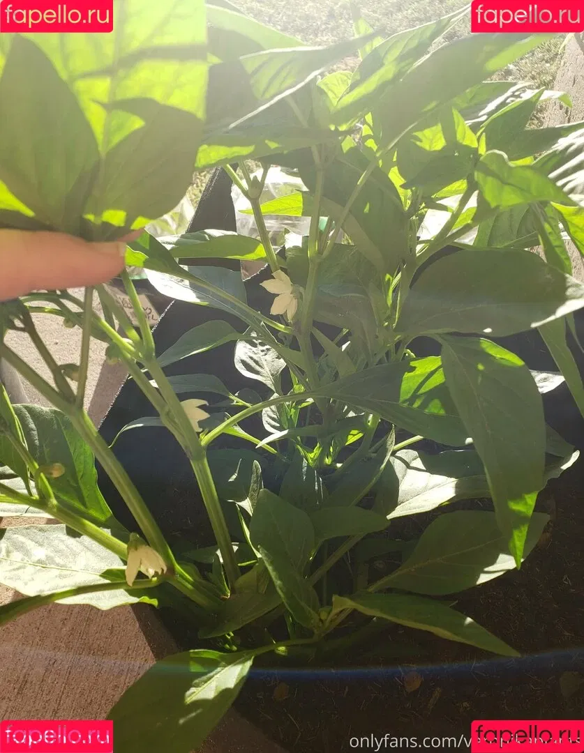 veronikaplants Onlyfans Photo Gallery 