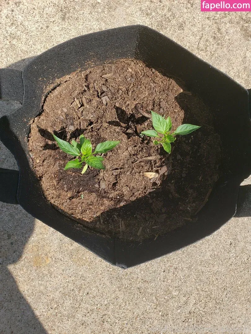 veronikaplants Onlyfans Photo Gallery 