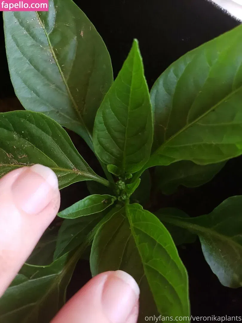 veronikaplants Onlyfans Photo Gallery 