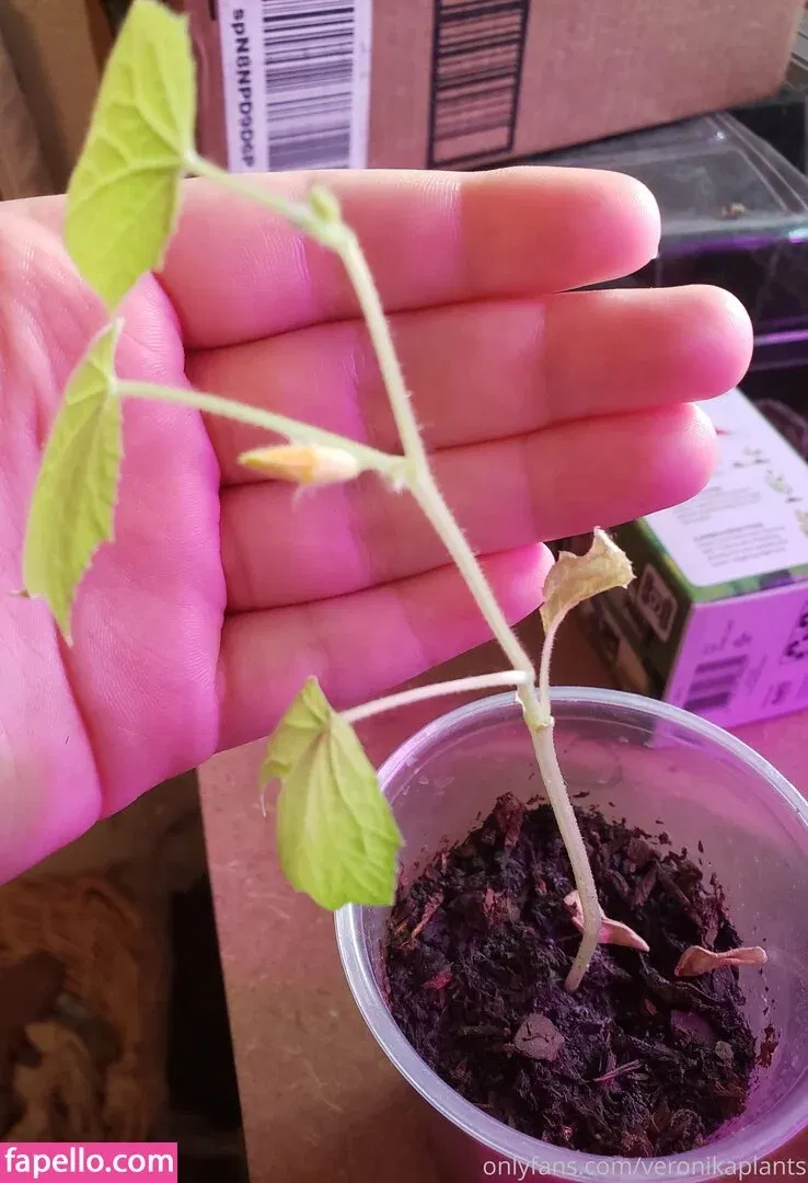 veronikaplants Onlyfans Photo Gallery 