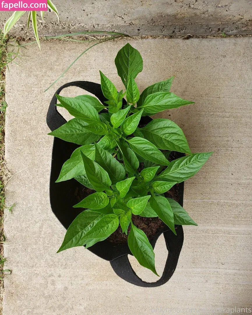 veronikaplants Onlyfans Photo Gallery 