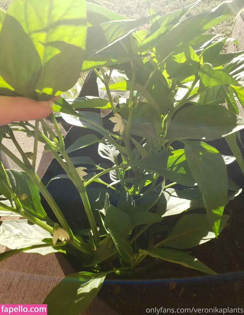 veronikaplants Onlyfans Photo Gallery 