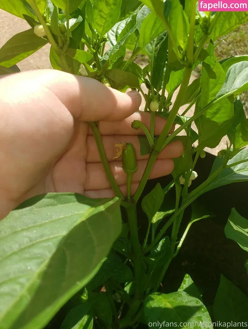 veronikaplants Onlyfans Photo Gallery 