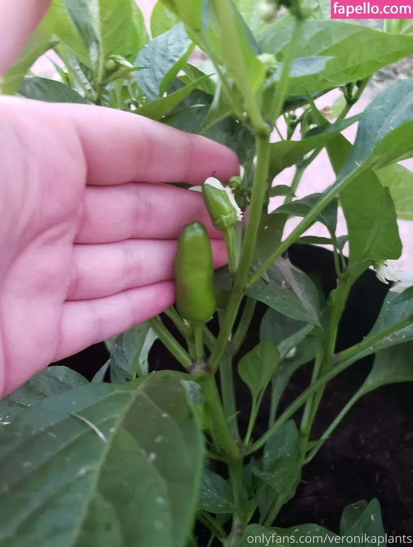 veronikaplants Onlyfans Photo Gallery 