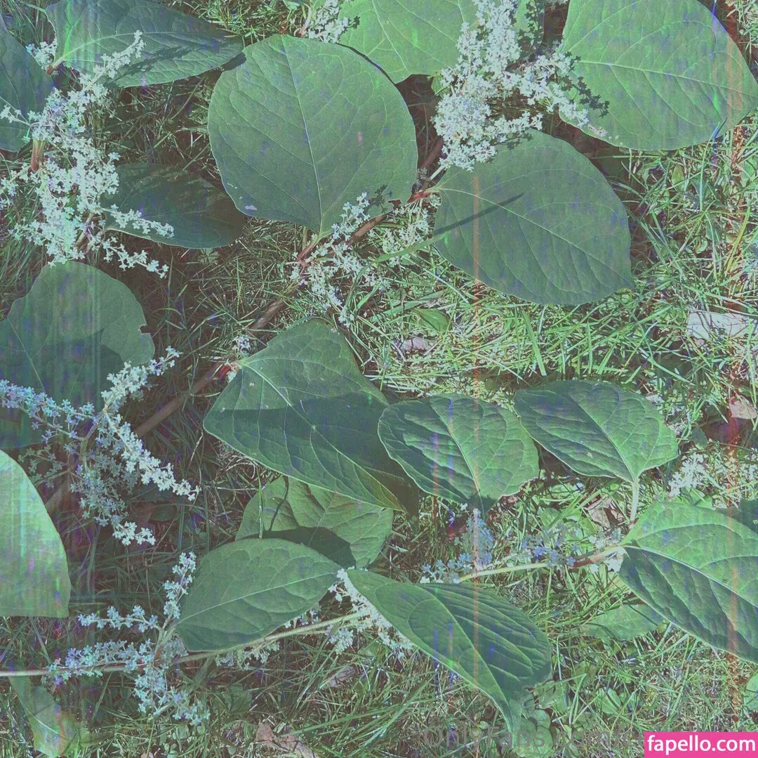 cedella01 Onlyfans Photo Gallery 