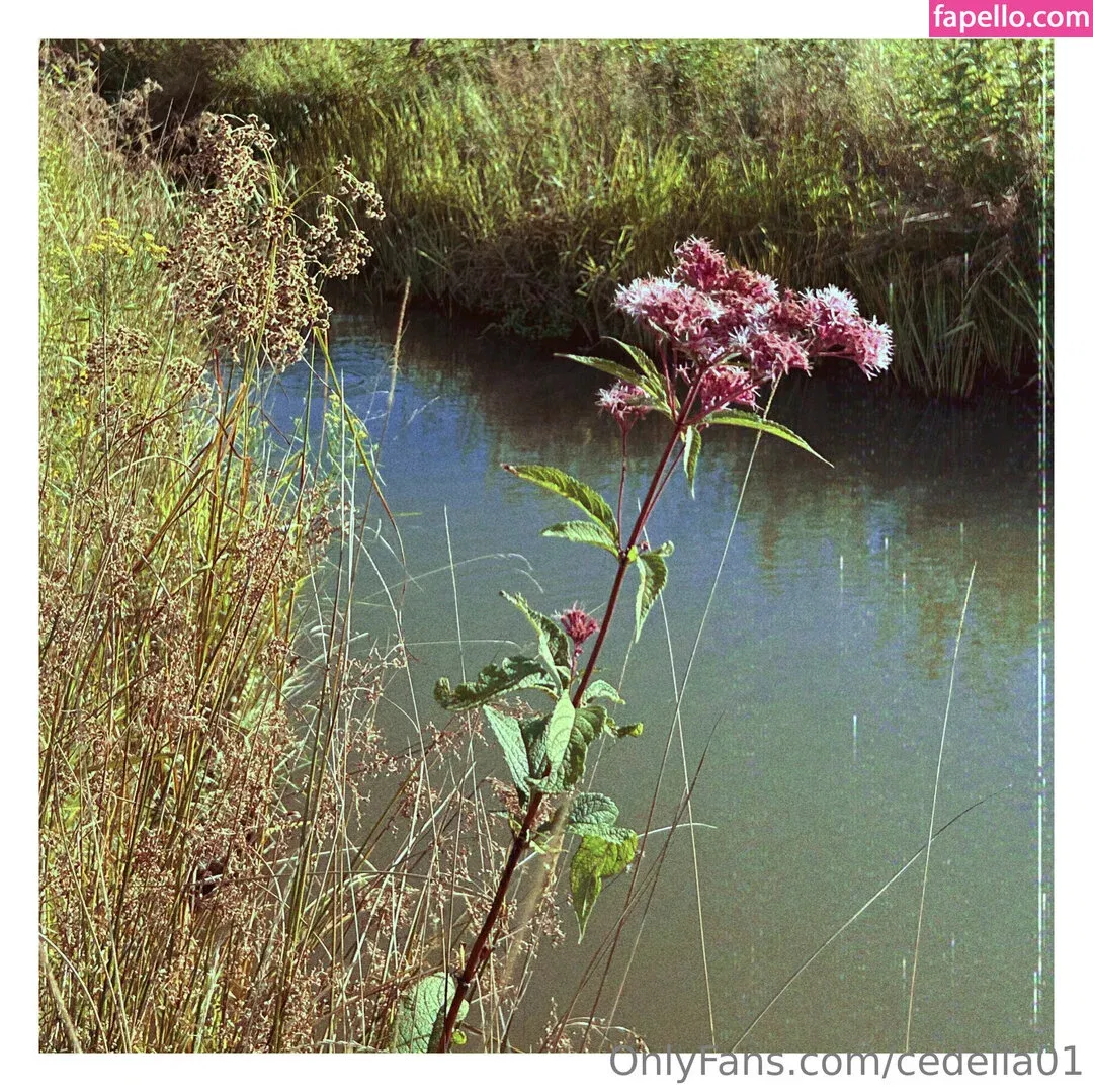 cedella01 Onlyfans Photo Gallery 