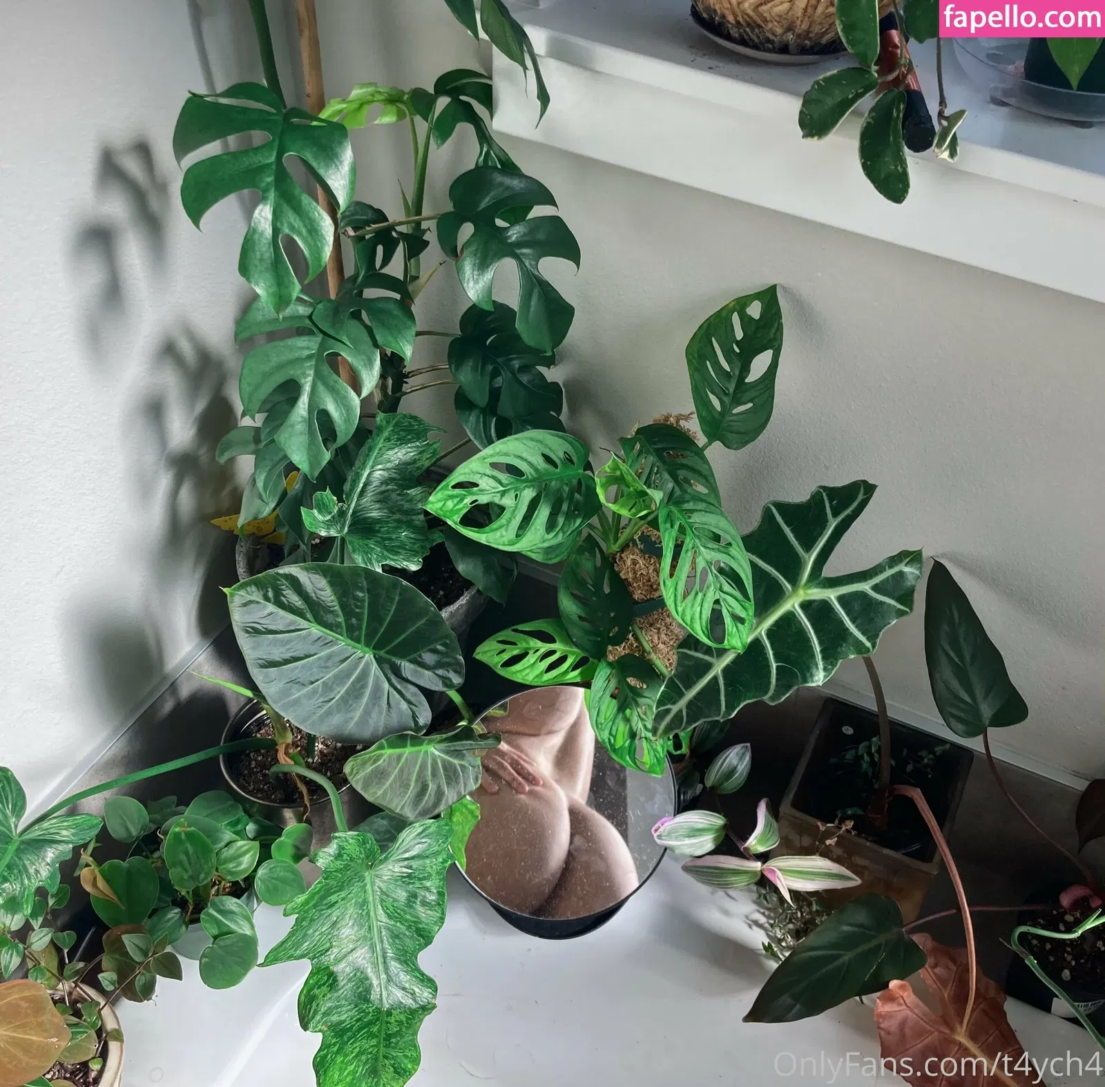 t4ych4 Onlyfans Photo Gallery 