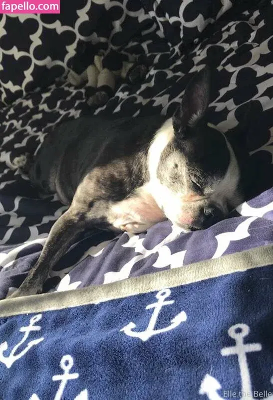 Elle The Belle Onlyfans Photo Gallery 