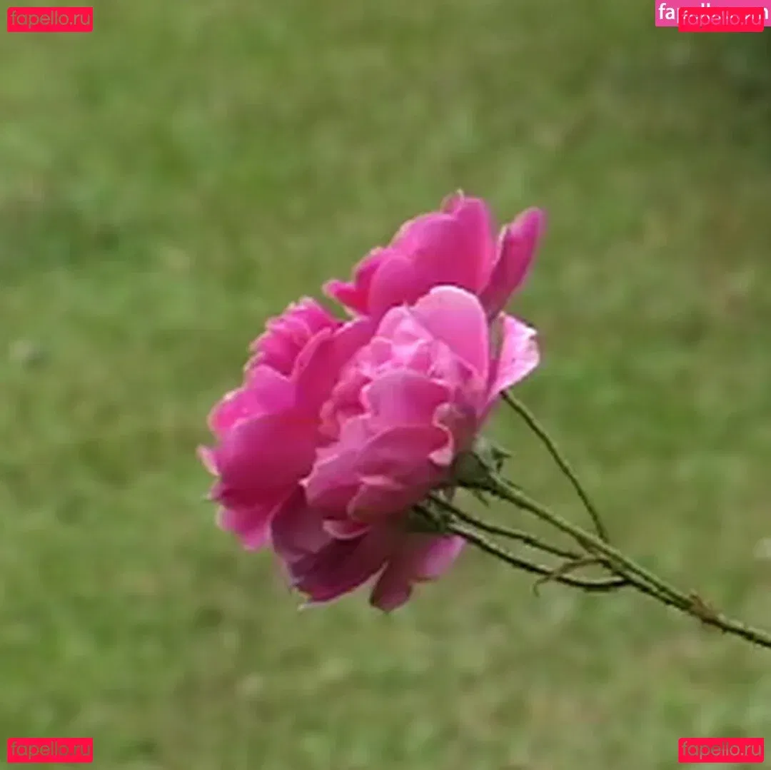 Brasileirinhas Onlyfans Photo Gallery 