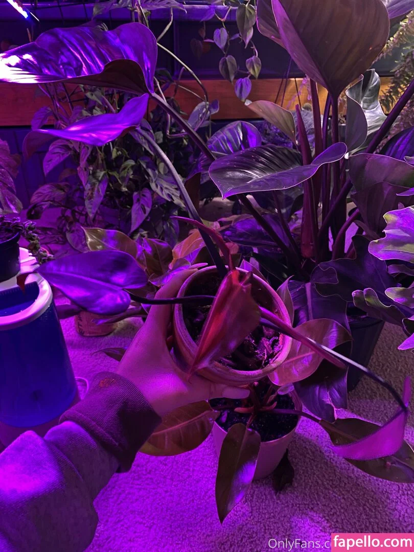 bellecreed / only_belle_creed Onlyfans Photo Gallery 