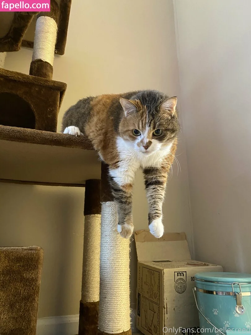 bellecreed / only_belle_creed Onlyfans Photo Gallery 