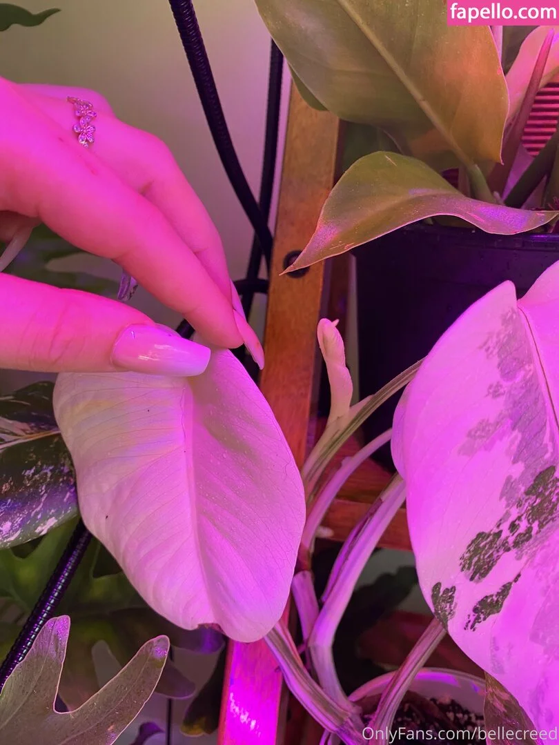 bellecreed / only_belle_creed Onlyfans Photo Gallery 