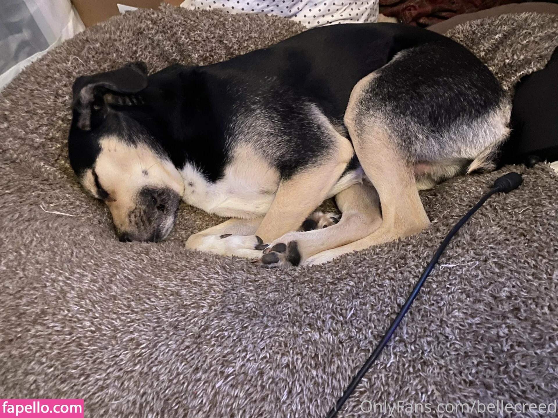 bellecreed / only_belle_creed Onlyfans Photo Gallery 