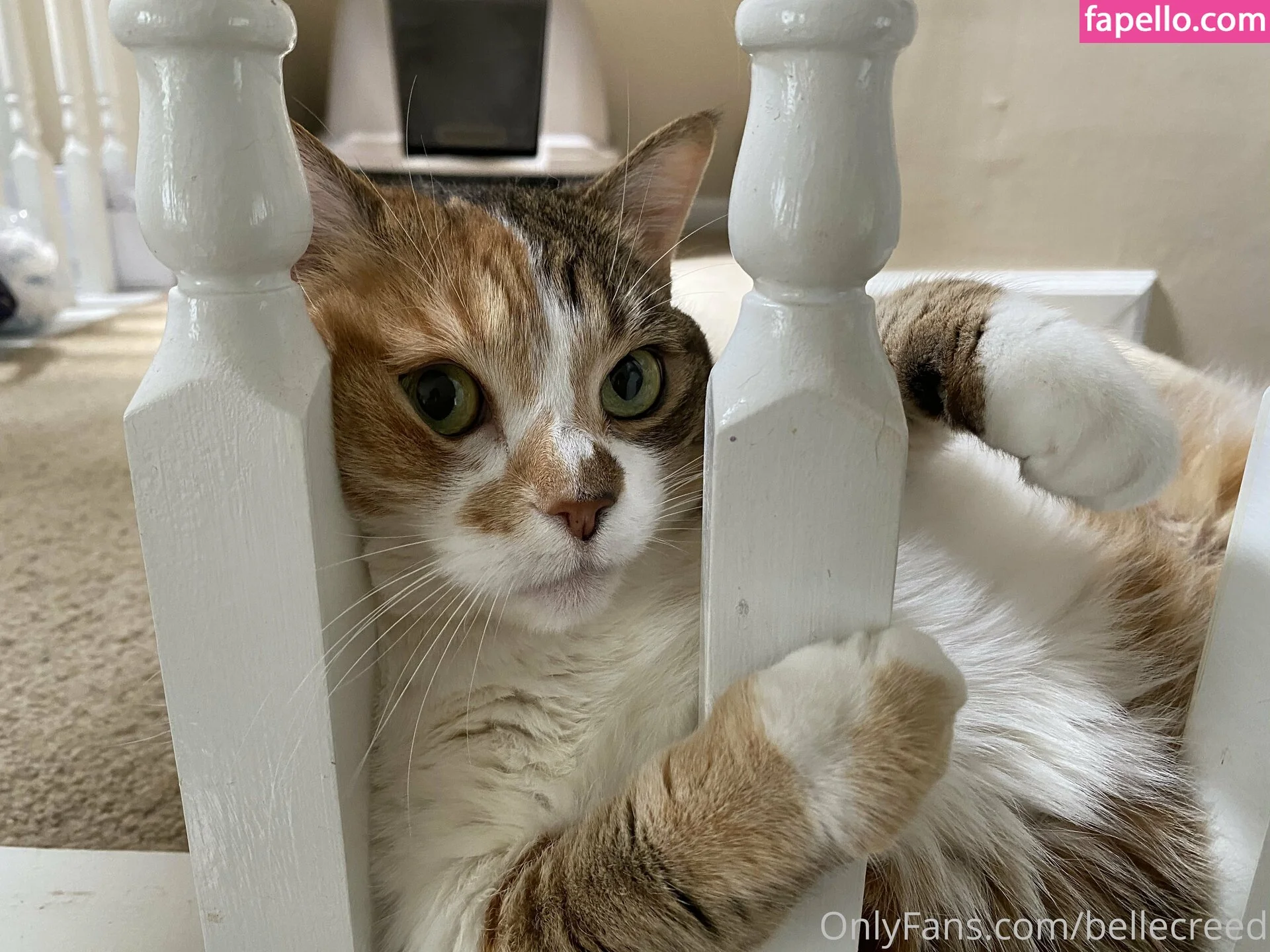 bellecreed / only_belle_creed Onlyfans Photo Gallery 