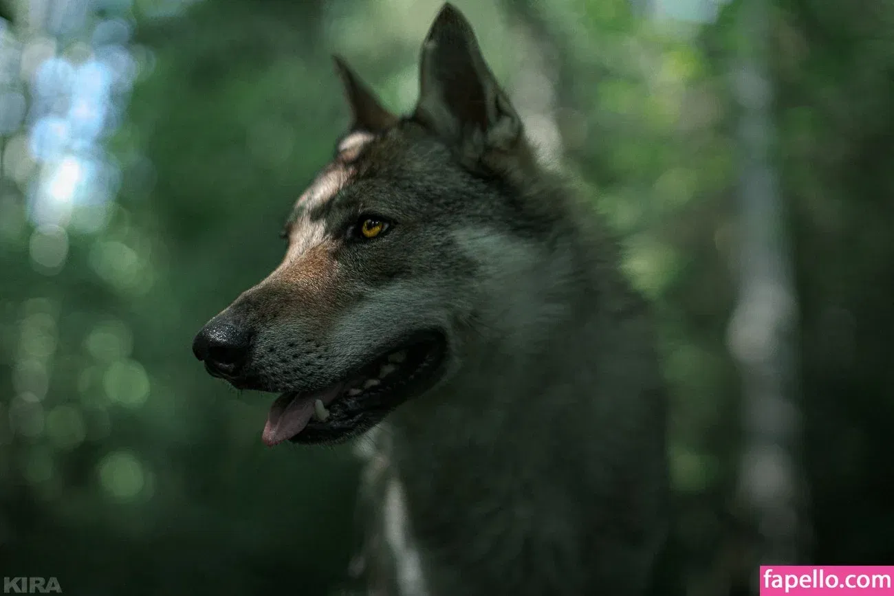 Senedy / senedy_cosplay Onlyfans Photo Gallery 