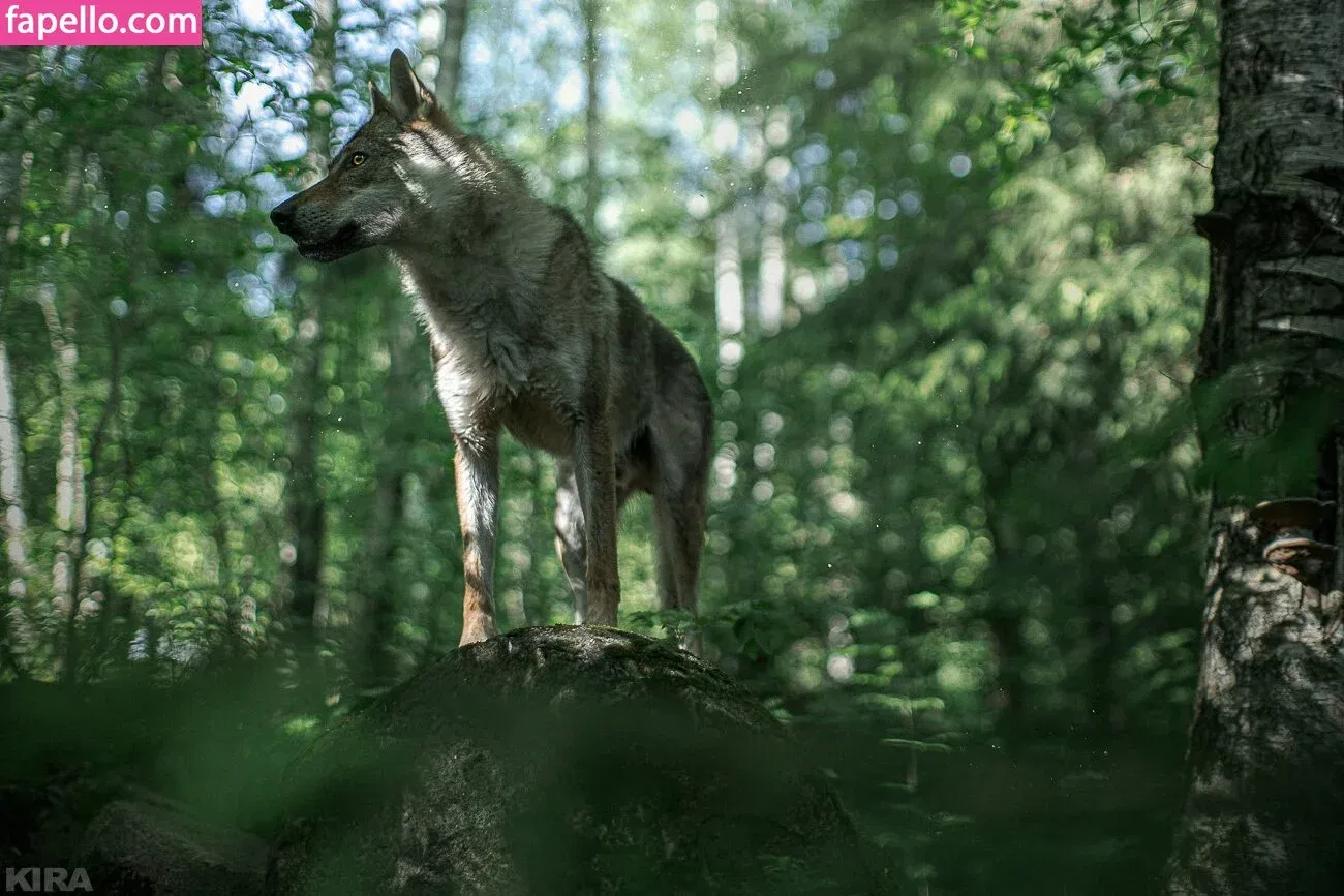 Senedy / senedy_cosplay Onlyfans Photo Gallery 