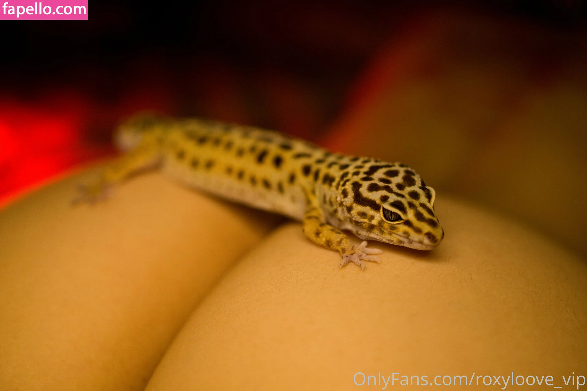 mayberoxy / roxyloove_vip Onlyfans Photo Gallery 