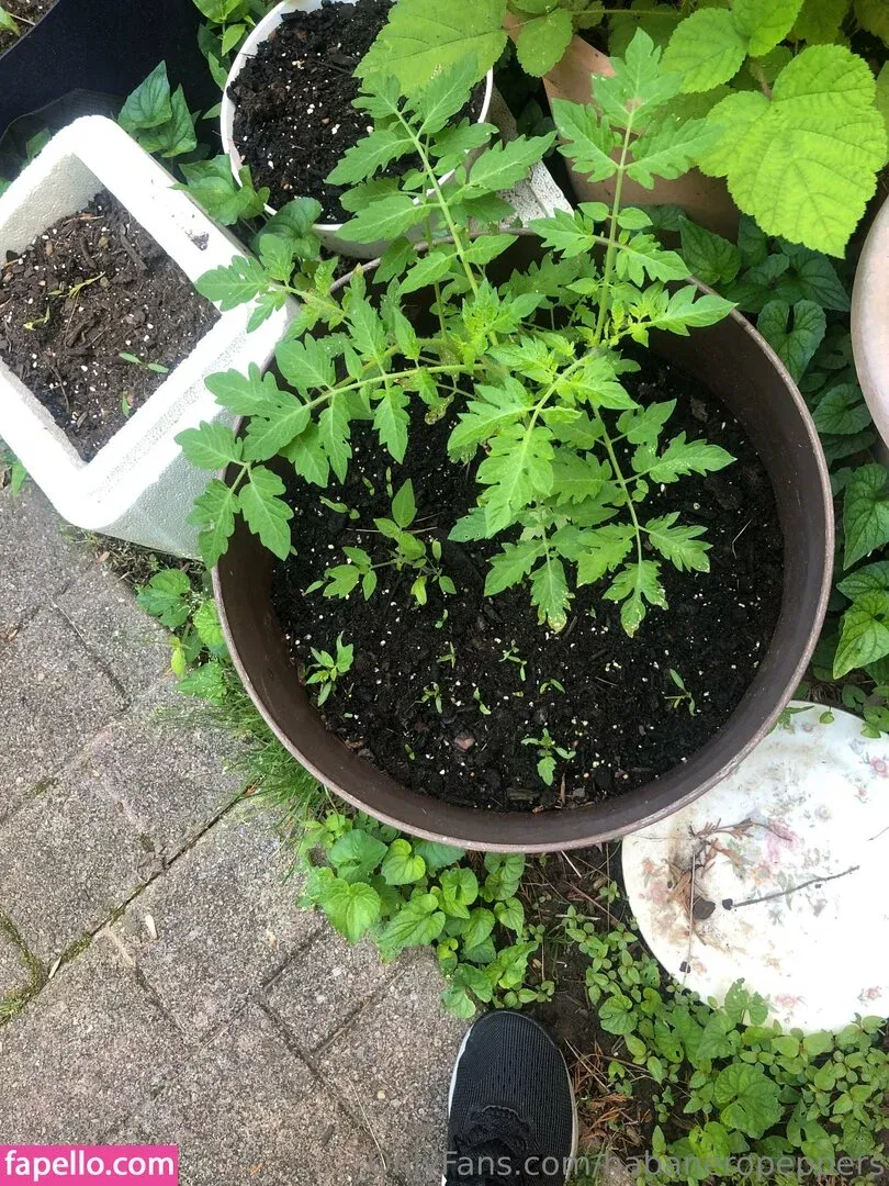 habanero_foods / habaneropeppers Onlyfans Photo Gallery 