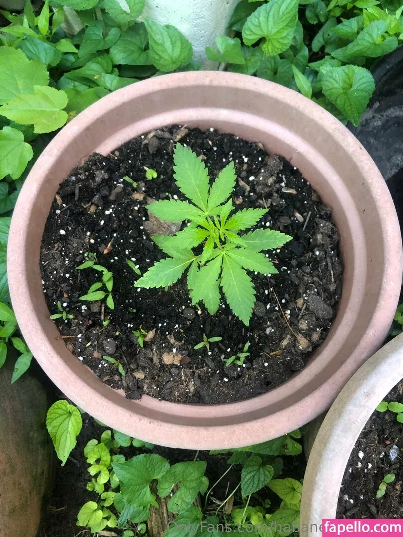 habanero_foods / habaneropeppers Onlyfans Photo Gallery 