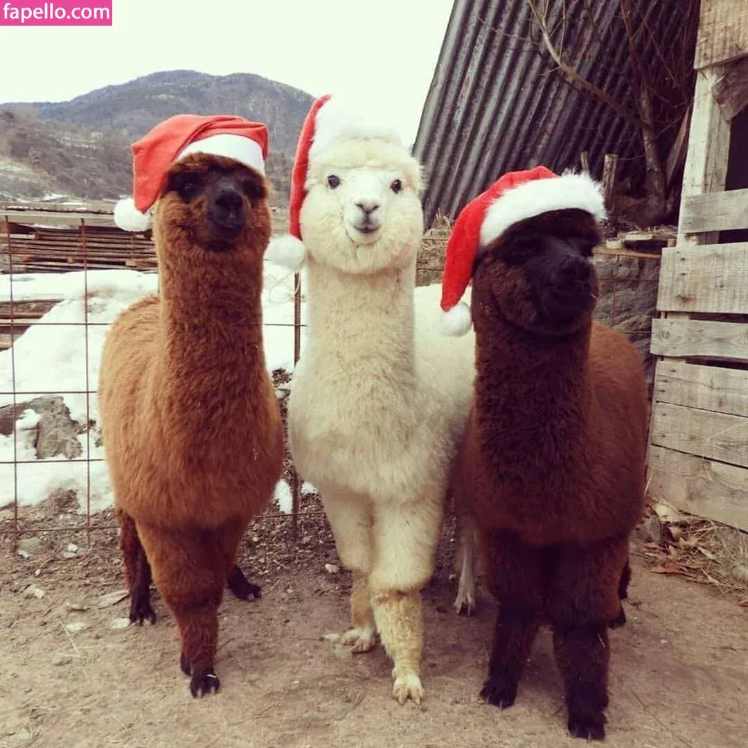 Ayla Andrada / ayla.andrada / ayla_andradee Onlyfans Photo Gallery 